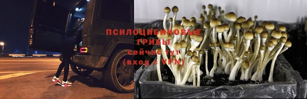 наркотики Белокуриха